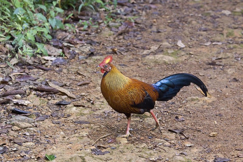 Gallus lafayettii