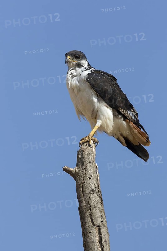 Augur buzzard