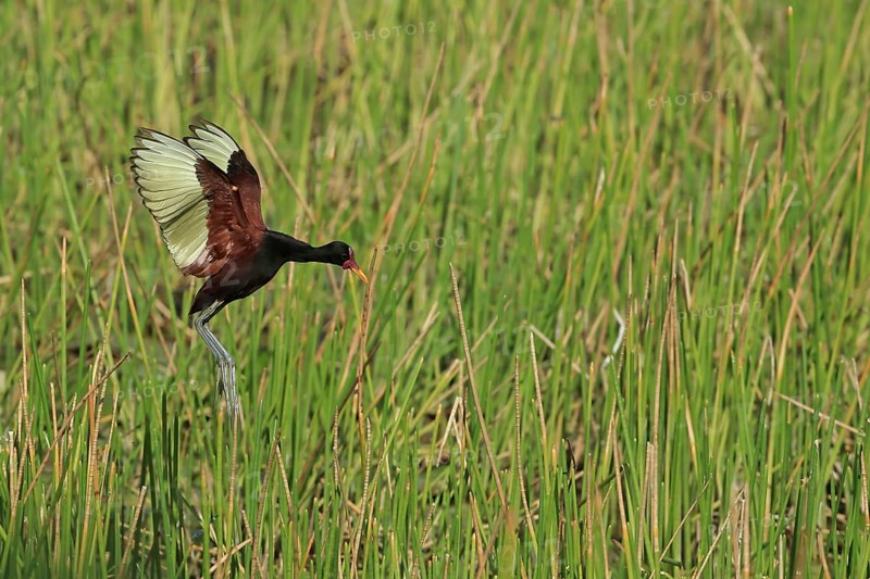 Red-fronted Jacana