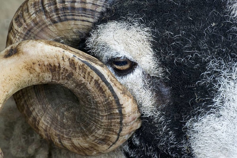 Domestic Sheep