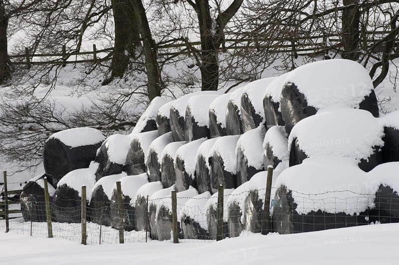 Plastic wrapped silage round bales in the snow