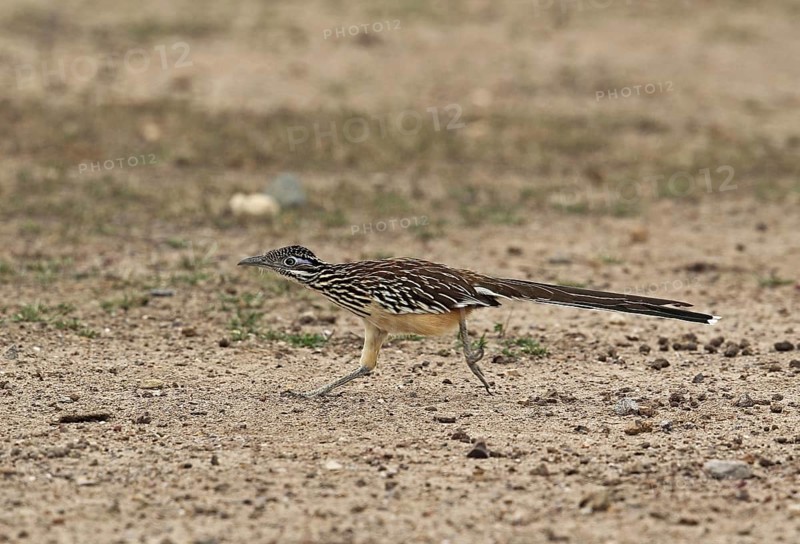 Lesser Roadrunner