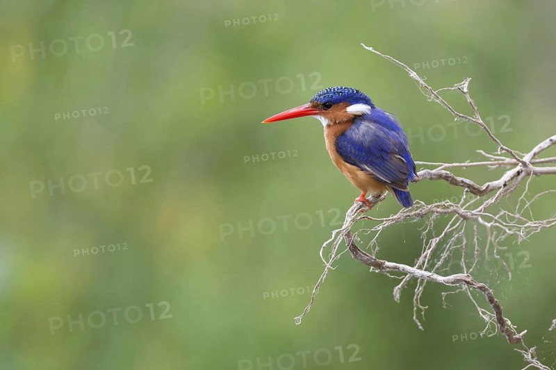 Malachite Kingfisher
