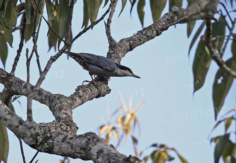 Giant Nuthatch