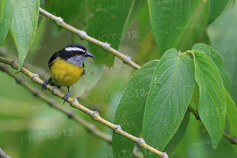 Yellow-breasted sugarbird