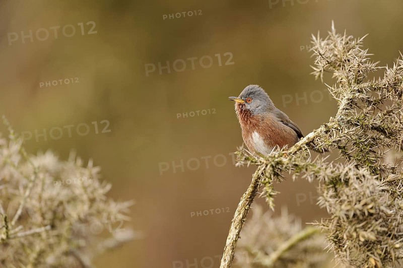Dartford dartford warbler