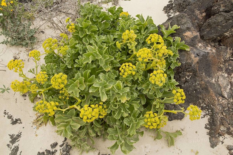 Canary Samphire