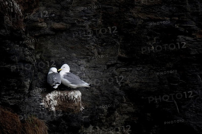 Larus tridactylus