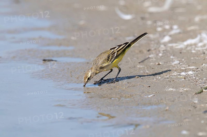 Yellow Wagtail
