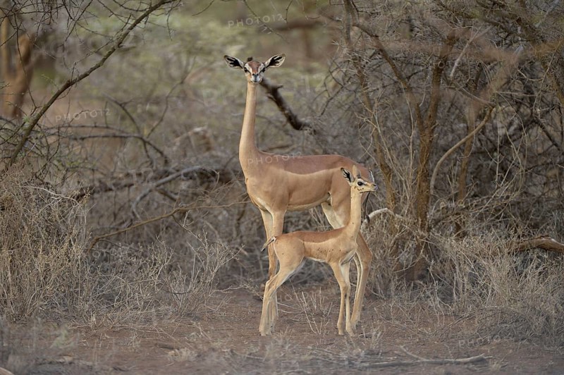Southern Gerenuk