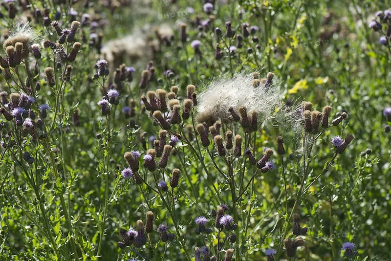 Flowers and seedlings of creeping thistle