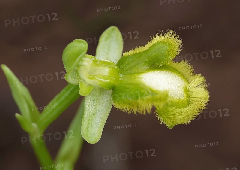 Mirror orchid