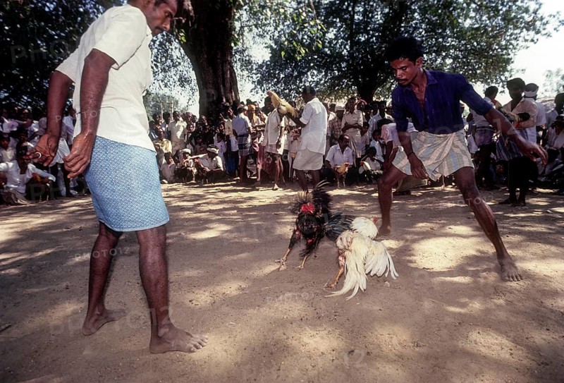 Cock Fighting near Madurai
