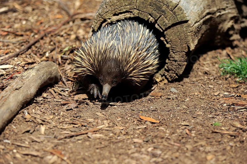 Short-beaked Echidna