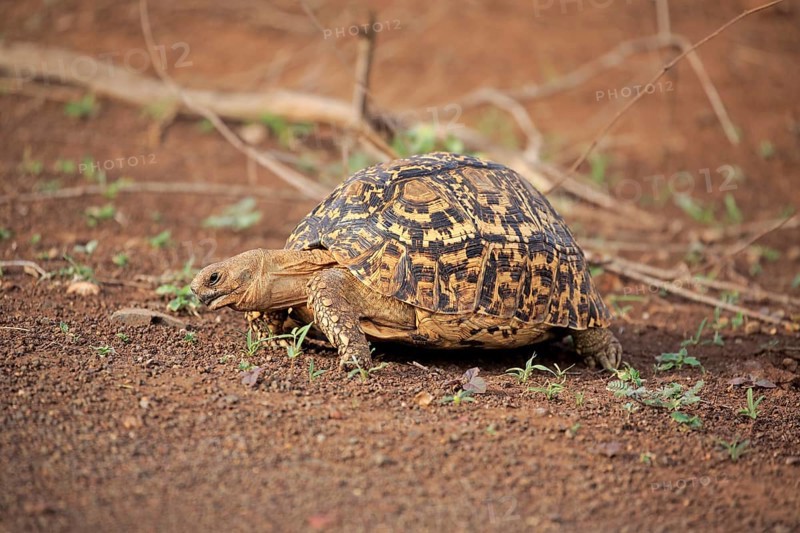 Leopard tortoise
