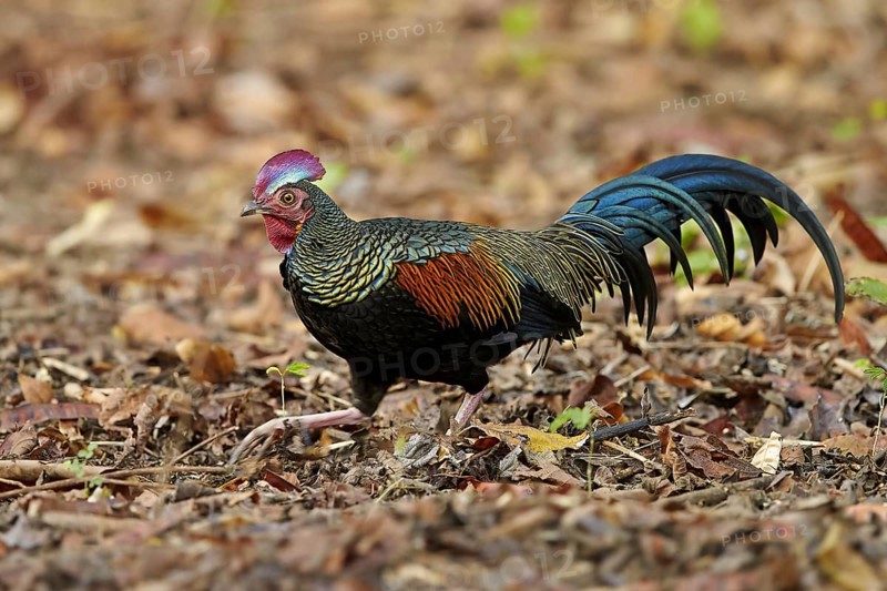 Green junglefowl