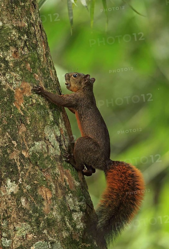 Red-tailed squirrel