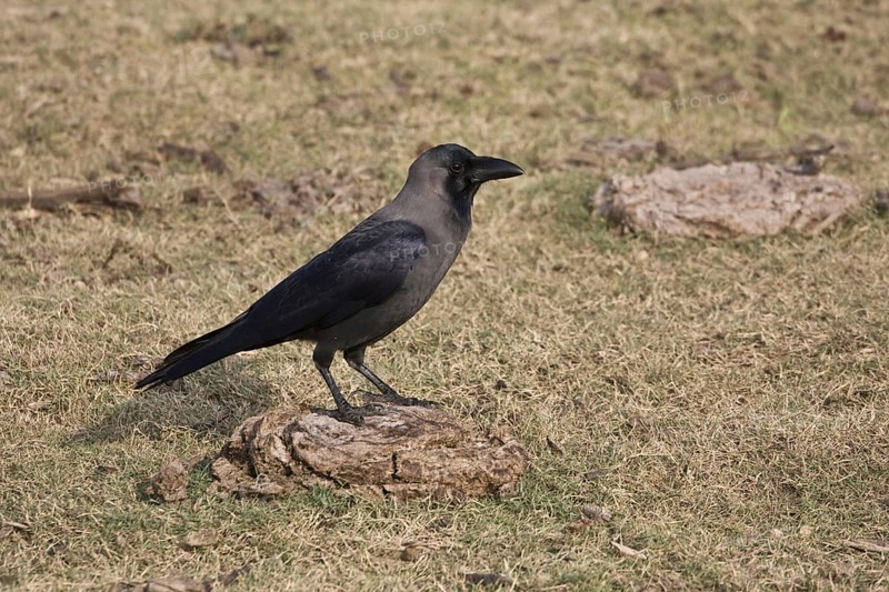 Shining Crow