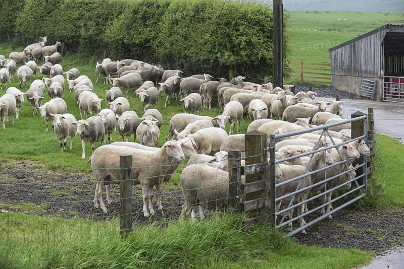 Friesian Dairy Sheep