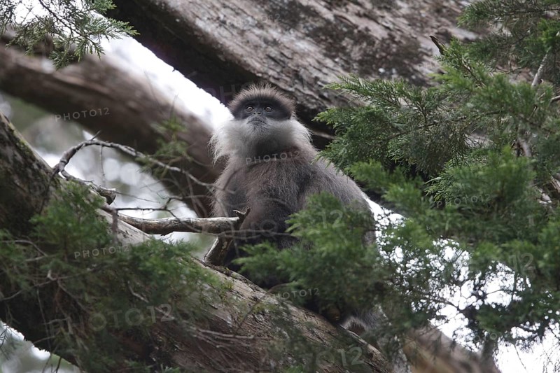 White-bearded langur