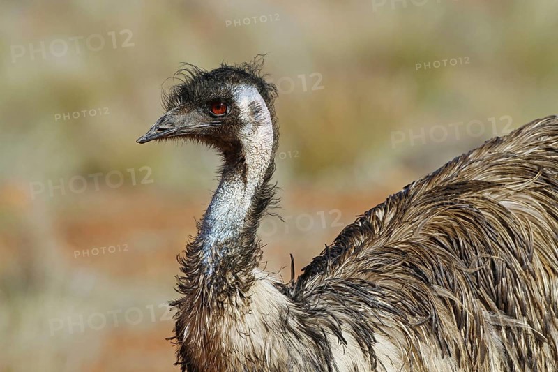 Emu