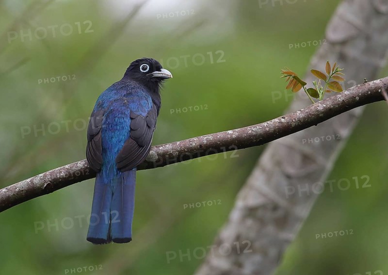 White-tailed Trogon