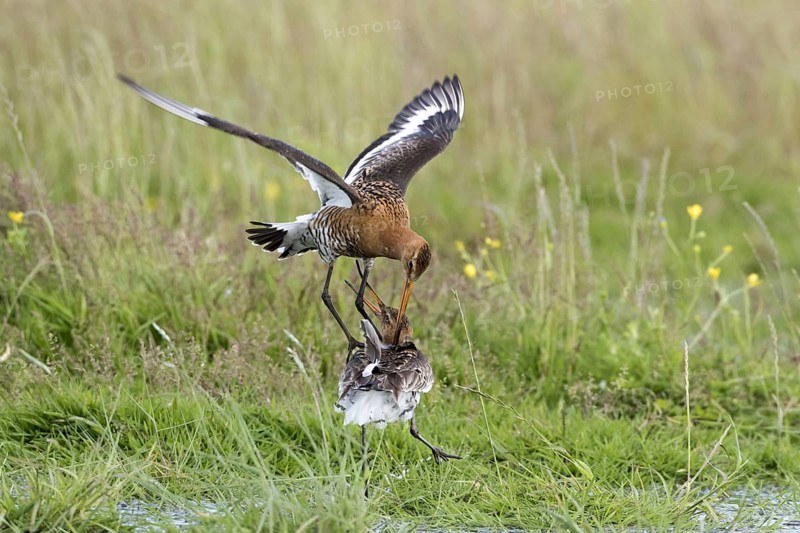 Black-tailed godwits in summer plumage fight