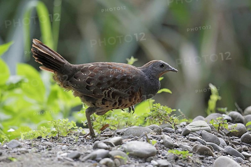Chinese bamboo chicken