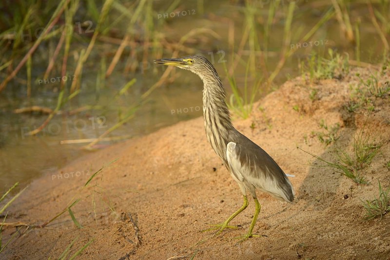 Indian Pond-heron