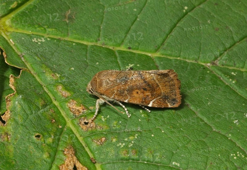 Lesser-spotted Pinion