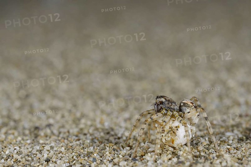 Other animals