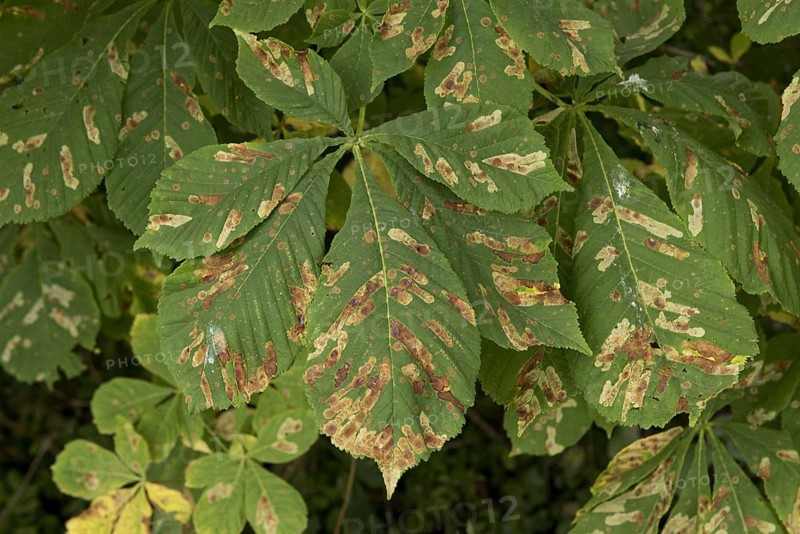 Horse chestnut