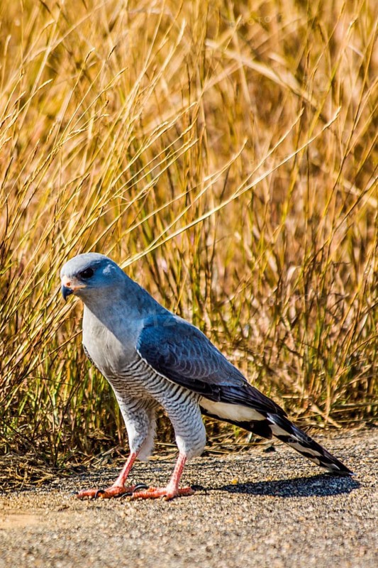 Lizard buzzard