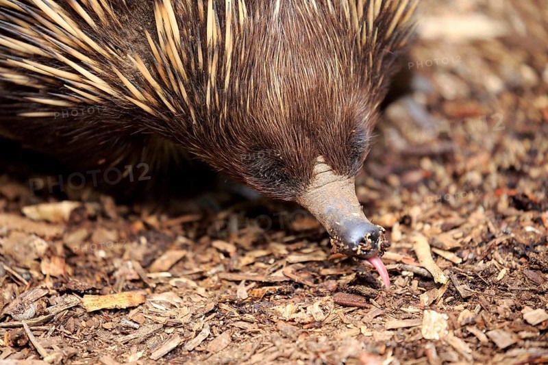 Echidna