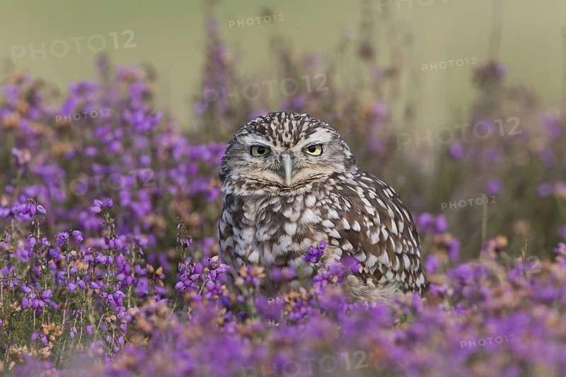 Little owl