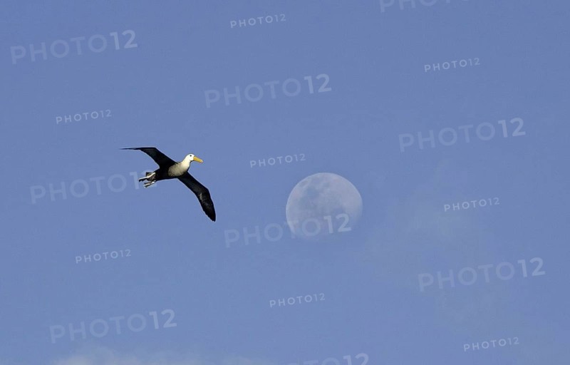 Waved Albatross