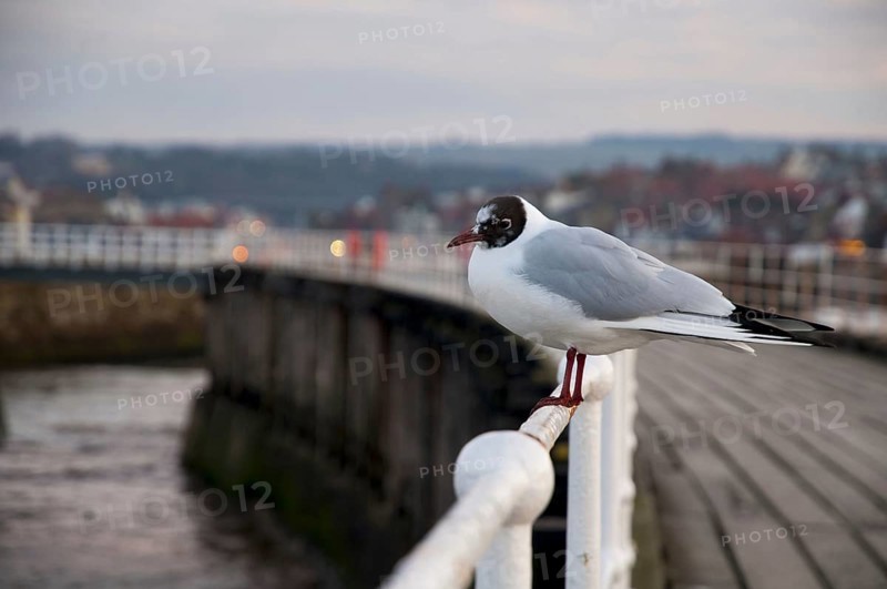 Black-headed Gull