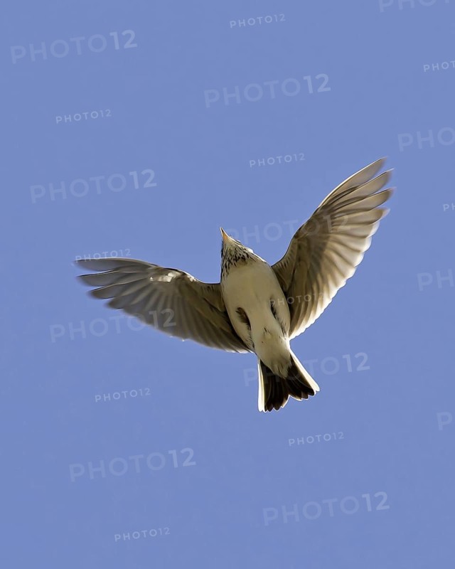 Skylark