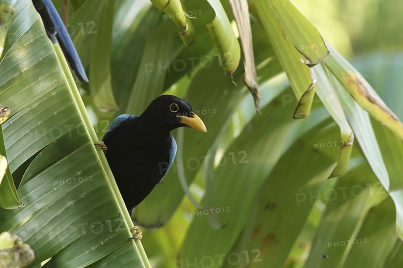 Yucatan jay