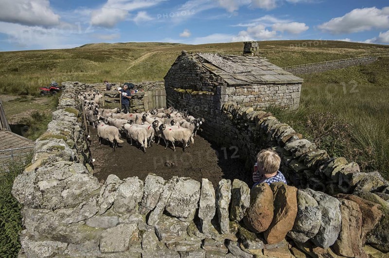 Swaledale sheep