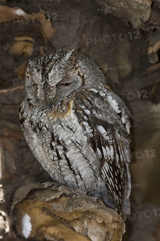 Africa Scops Owl Scops Owl