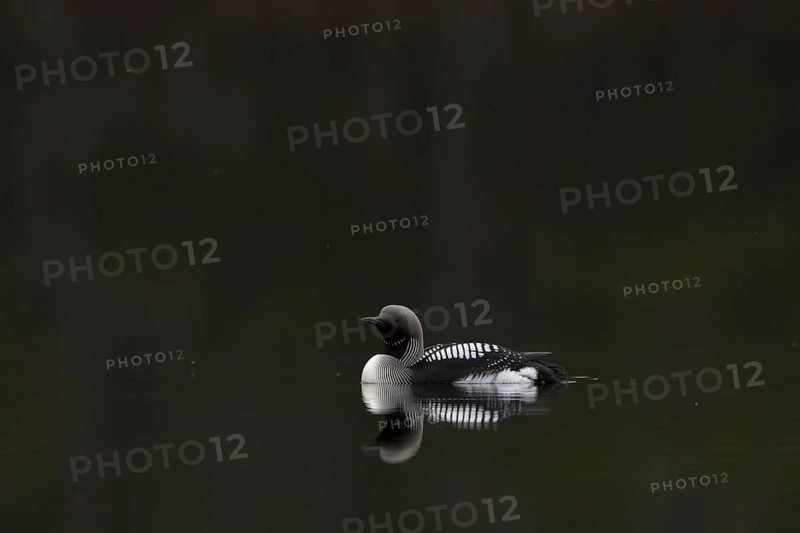 Black-throated Diver