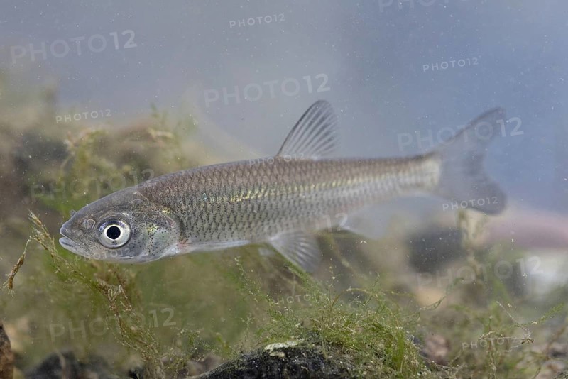 European Chub