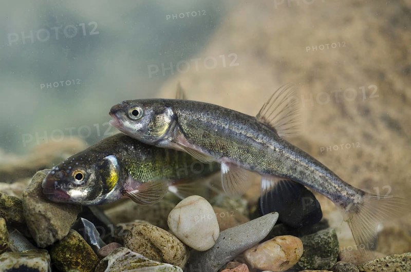Common Minnow