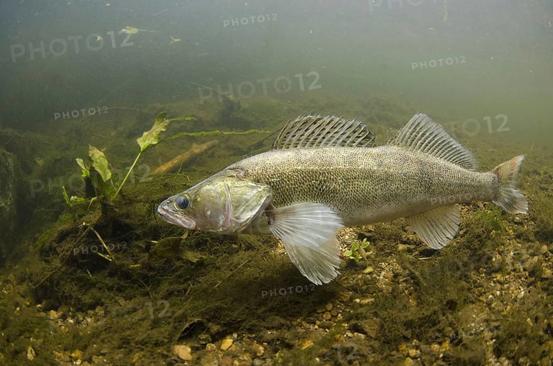 Zander