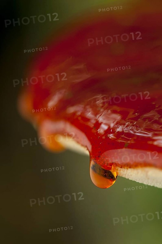 Close-up on the drops of blood trickling over the edge of a beefsteak fungus