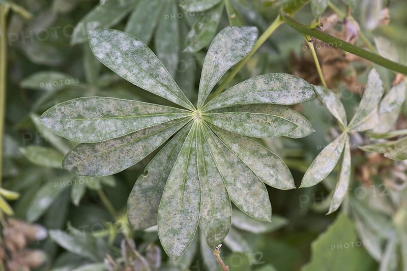 Powdery mildew on lupin
