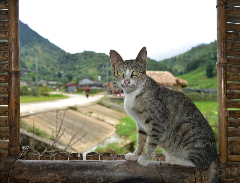Domestic cat