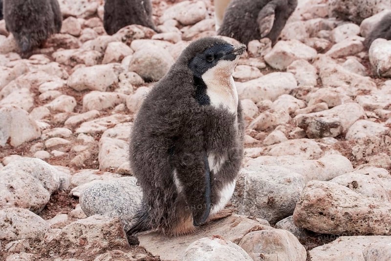 Adelie Penguin
