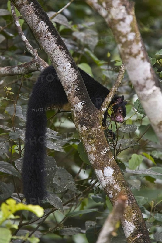 Sri Lanka Giant Squirrel